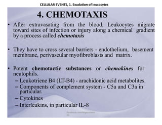 inflammation.pptx