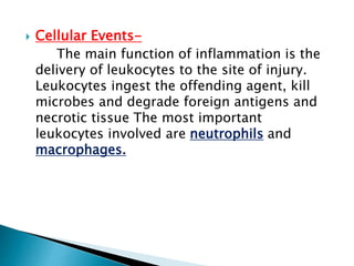  Cellular Events-
The main function of inflammation is the
delivery of leukocytes to the site of injury.
Leukocytes ingest the offending agent, kill
microbes and degrade foreign antigens and
necrotic tissue The most important
leukocytes involved are neutrophils and
macrophages.
 