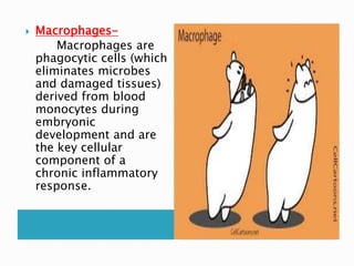  Macrophages-
Macrophages are
phagocytic cells (which
eliminates microbes
and damaged tissues)
derived from blood
monocytes during
embryonic
development and are
the key cellular
component of a
chronic inflammatory
response.
 