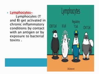  Lymphocytes-
Lymphocytes (T
and B) get activated in
chronic inflammatory
conditions by contact
with an antigen or by
exposure to bacterial
toxins .
 