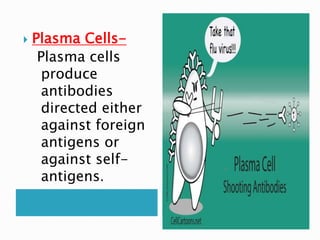  Plasma Cells-
Plasma cells
produce
antibodies
directed either
against foreign
antigens or
against self-
antigens.
 