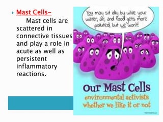  Mast Cells-
Mast cells are
scattered in
connective tissues
and play a role in
acute as well as
persistent
inflammatory
reactions.
 