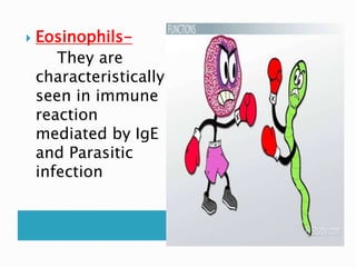  Eosinophils-
They are
characteristically
seen in immune
reaction
mediated by IgE
and Parasitic
infection
 