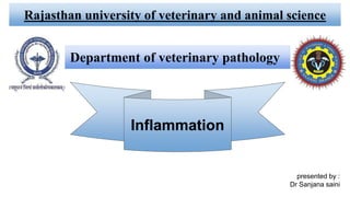 Rajasthan university of veterinary and animal science
Department of veterinary pathology
Inflammation
presented by :
Dr Sanjana saini
 