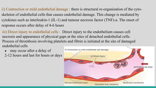 ii) Contraction or mild endothelial damage : there is structural re-organisation of the cyto-
skeleton of endothelial cells that causes endothelial damage. This change is mediated by
cytokines such as interleukin-1 (IL-1) and tumour necrosis factor (TNF)-a. The onset of
response occurs after delay of 4-6 hours
iii) Direct injury to endothelial cells : Direct injury to the endothelium causes cell
necrosis and appearance of physical gaps at the sites of detached endothelial cells.
Process of thrombosis involving platelets and fibrin is initiated at the site of damaged
endothelial cells
● may occur after a delay of
2-12 hours and last for hours or days
 