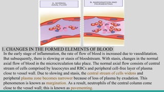 1. CHANGES IN THE FORMED ELEMENTS OF BLOOD
In the early stage of inflammation, the rate of flow of blood is increased due to vasodilatation.
But subsequently, there is slowing or stasis of bloodstream. With stasis, changes in the normal
axial flow of blood in the microcirculation take place. The normal axial flow consists of central
stream of cells comprised by leucocytes and RBCs and peripheral cell-free layer of plasma
close to vessel wall. Due to slowing and stasis, the central stream of cells widens and
peripheral plasma zone becomes narrower because of loss of plasma by exudation. This
phenomenon is known as margination. As a result, neutrophils of the central column come
close to the vessel wall; this is known as pavementing.
 