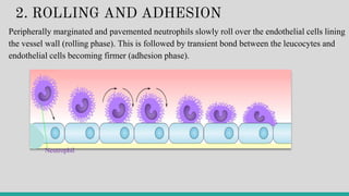 2. ROLLING AND ADHESION
Peripherally marginated and pavemented neutrophils slowly roll over the endothelial cells lining
the vessel wall (rolling phase). This is followed by transient bond between the leucocytes and
endothelial cells becoming firmer (adhesion phase).
Neutrophil
 