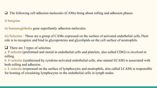  There are 3 types of selectins:
a. P-selectin (preformed and stored in endothelial cells and platelets, also called CD62) is involved in
rolling.
b. E-selectin (synthesised by cytokine-activated endothelial cells, also named ECAM) is associated with
both rolling and adhesion.
c. L-selectin (expressed on the surface of lymphocytes and neutrophils, also called LCAM) is responsible
for homing of circulating lymphocytes to the endothelial cells in lymph nodes.
 The following cell adhesion molecules (CAMs) bring about rolling and adhesion phases
i) Integrins
ii) Immunoglobulin gene superfamily adhesion molecules.
iii) Selectins : These are a group of CAMs expressed on the surface of activated endothelial cells.Their
role is to recognize and bind to glycoproteins and glycolipids on the cell surface of neutrophils.
 