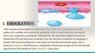 3. EMIGRATION
After sticking of neutrophils to endothelium, the former move along the endothelial
surface till a suitable site between the endothelial cells is found where the neutrophils
throw out cytoplasmic pseudopods. Subsequently, the neutrophils lodged between the
endothelial cells and basement membrane cross the basement membrane by damaging it
locally with secreted collagenases and escape out into the extravascular space; this is
known as emigration.Simultaneous to emigration of leucocytes escape of red cells through
gaps between the endothelial cells, diapedesis, takes place.
 