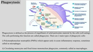 Phagocytosis
Phagocytosis is defined as the process of engulfment of solid particulate material by the cells (cell-eating).
The cells performing this function are called phagocytes. There are 2 main types of phagocytic cells:
i) Polymorphonuclear neutrophils (PMNs) which appear early in acute inflammatory response, sometimes
called as microphages.
ii) Circulating monocytes and fixed tissue mononuclear phagocytes, commonly called as macrophages.
 