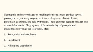 Neutrophils and macrophages on reaching the tissue spaces produce several
proteolytic enzymes—lysozyme, protease, collagenase, elastase, lipase,
proteinase, gelatinase, and acid hydrolases. These enzymes degrade collagen and
extracellular matrix. Phagocytosis of the microbe by polymorphs and
macrophages involves the following 3 steps
1. Recognition and attachment
2. Engulfment
3. Killing and degradation
 