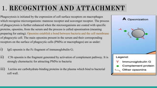 1. RECOGNITION AND ATTACHMENT
Phagocytosis is initiated by the expression of cell surface receptors on macrophages
which recognise microorganisms: mannose receptor and scavenger receptor. The process
of phagocytosis is further enhanced when the microorganisms are coated with specific
proteins, opsonins, from the serum and the process is called opsonisation (meaning
preparing for eating). Opsonins establish a bond between bacteria and the cell membrane
of phagocytic cell. The main opsonins present in the serum and their corresponding
receptors on the surface of phagocytic cells (PMNs or macrophages) are as under:
i) IgG opsonin is the Fc fragment of immunoglobulin G;
ii) C3b opsonin is the fragment generated by activation of complement pathway. It is
strongly chemotactic for attracting PMNs to bacteria
iii) Lectins are carbohydrate-binding proteins in the plasma which bind to bacterial
cell wall.
 
