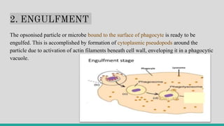 2. ENGULFMENT
The opsonised particle or microbe bound to the surface of phagocyte is ready to be
engulfed. This is accomplished by formation of cytoplasmic pseudopods around the
particle due to activation of actin filaments beneath cell wall, enveloping it in a phagocytic
vacuole.
 