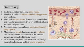 Summary
1. Bacteria and other pathogens enter wound
2. Platelets from blood release blood-clotting proteins
at wound site.
3. Mast cells secrete factors that mediate vasodilation
and vascular constriction. Delivery of blood, plasma
and cells to injured area
4. Neutrophils and macrophages remove pathogens by
phagocytosis
5. Macrophages secrete hormones called cytokines
that attract immune system cells to the site and
activate cells involved in tissue repair
6. Inflammatory response continues until the foreign
material is eliminated and the wound is repaired .
 