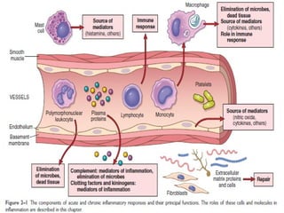 Comprehensive Overview of Inflammation: Acute and Chronic Processes ...