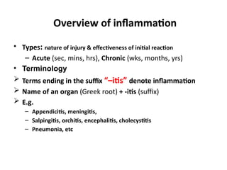 Comprehensive Overview of Inflammation: Acute and Chronic Processes ...