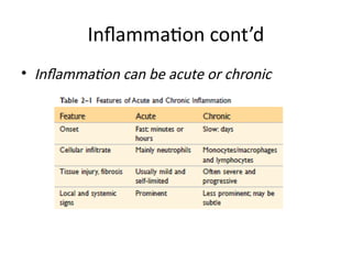 Comprehensive Overview of Inflammation: Acute and Chronic Processes ...