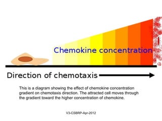 Chemotaxis
Def: Chemotaxis is a process by which the
leucocytes travel towards and along the
chemical concentration gradient
Concentration gradient is created by
chemokines
Highest concentration occurs at the center of
injury
May-2015-CSBRP
 