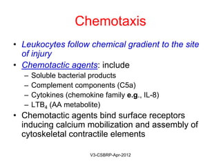 This is a diagram showing the effect of chemokine concentration
gradient on chemotaxis direction. The attracted cell moves through
the gradient toward the higher concentration of chemokine.
May-2015-CSBRP
Neutrophil
Bacteria
 