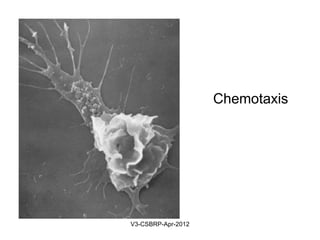 Leukocytes:
–Extend pseudopods with overlying
surface adhesion molecules (integrins)
that bind ECM during chemotaxis
–Leucocytes walk towards the injury
May-2015-CSBRP
 