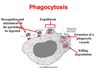 PHAGOCYTOSISPHAGOCYTOSIS
Phagocytic cells are two types:
1.Microphages (neutrophils) or
2.Macrophages (monocytes / histiocytes)
May-2015-CSBRP
 