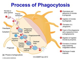 PHAGOCYTOSISPHAGOCYTOSIS
The process of phagocytosis involves:
1. Adhesion – Immobilizes the particles
2. Engulfment by extending pseudopodia
3. Fusion - Phagolysosome formation of the lysosomes
with the phagocytic vacuole
4. Degradation / Intracellular microbial killing
May-2015-CSBRP
 
