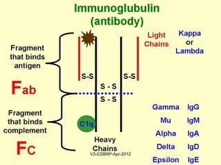 PHAGOCYTOSISPHAGOCYTOSIS
The process of phagocytosis:
Adhesion
• Collectins, C3b, Fc portion of Ig
Opsonization:
Coating the particle by OPSONINS
• Complement C3b
• Immunoglobulins IgG
Opsonization facilitates phagocytosis
May-2015-CSBRP
 