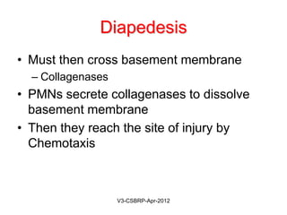 DiapedesisDiapedesis
• Must then cross basement membrane
– Collagenases
• PMNs secrete collagenases to dissolve
basement membrane
• Then they reach the site of injury by
Chemotaxis
May-2015-CSBRP
 