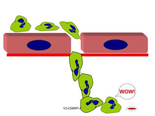 May-2015-CSBRP
WOW!
PECAM-1 or CD 31
 