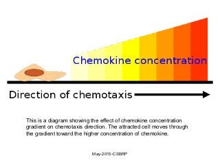 This is a diagram showing the effect of chemokine concentration
gradient on chemotaxis direction. The attracted cell moves through
the gradient toward the higher concentration of chemokine.
May-2015-CSBRP
 