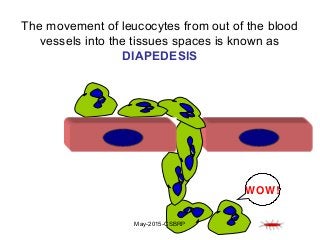 WOW!
The movement of leucocytes from out of the blood
vessels into the tissues spaces is known as
DIAPEDESIS
May-2015-CSBRP
 