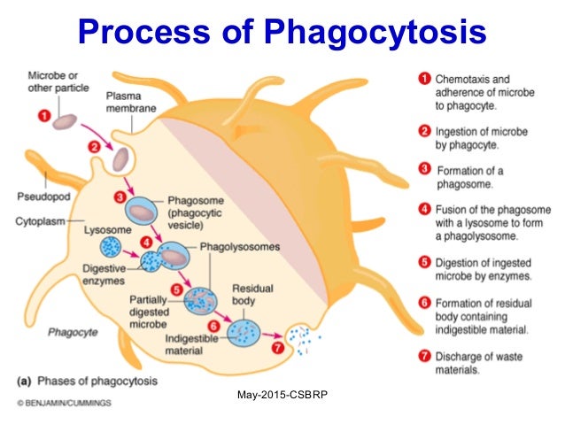 Inflammation 3