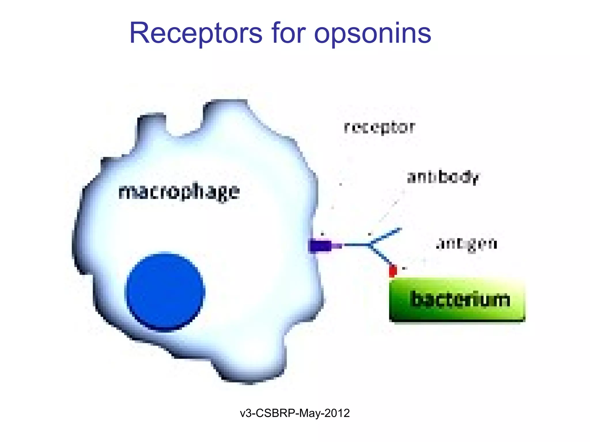 Receptors for opsonins




        v3-CSBRP-May-2012
 