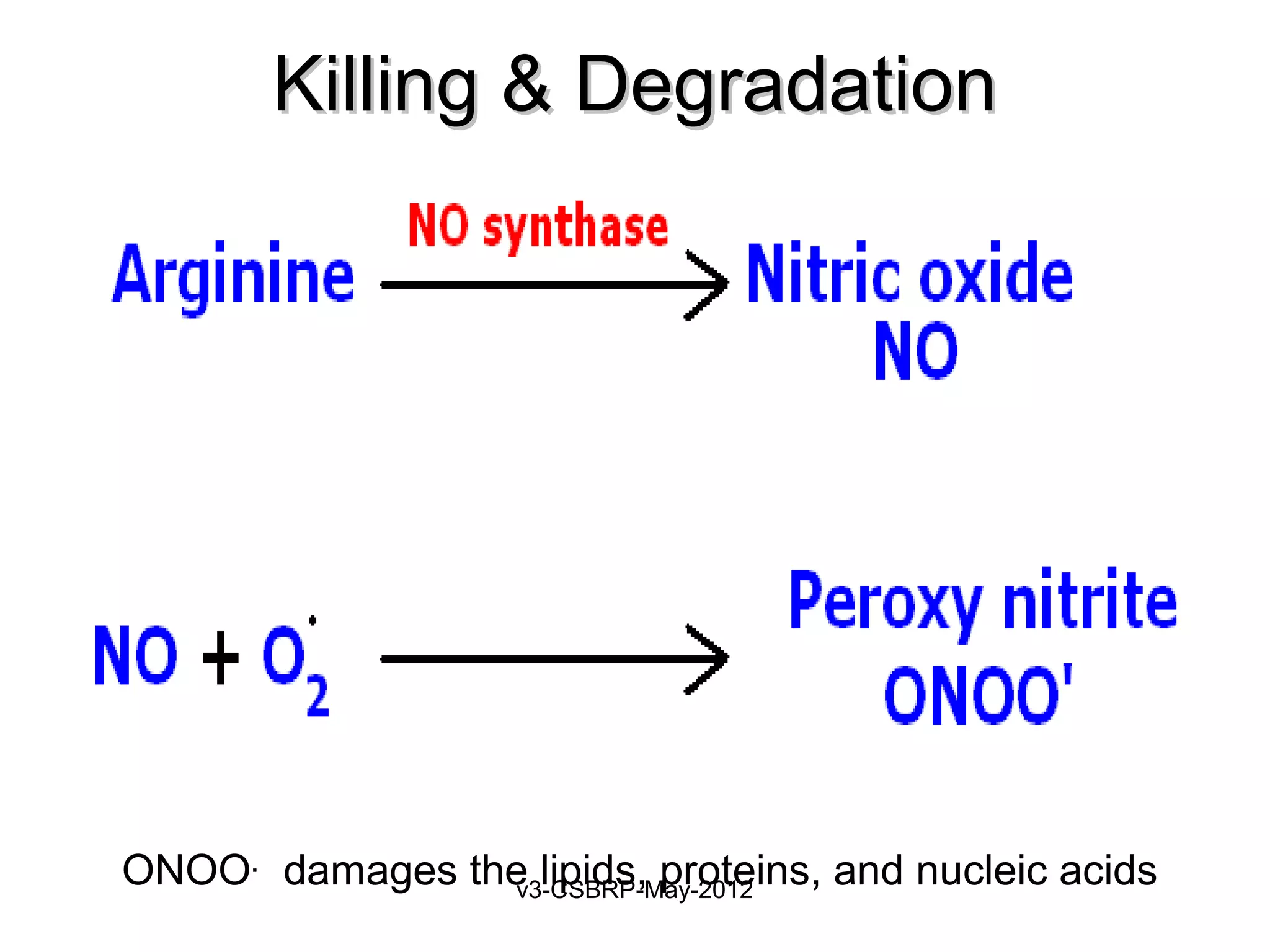 Killing & Degradation




ONOO. damages the lipids, proteins, and nucleic acids
                v3-CSBRP-May-2012
 
