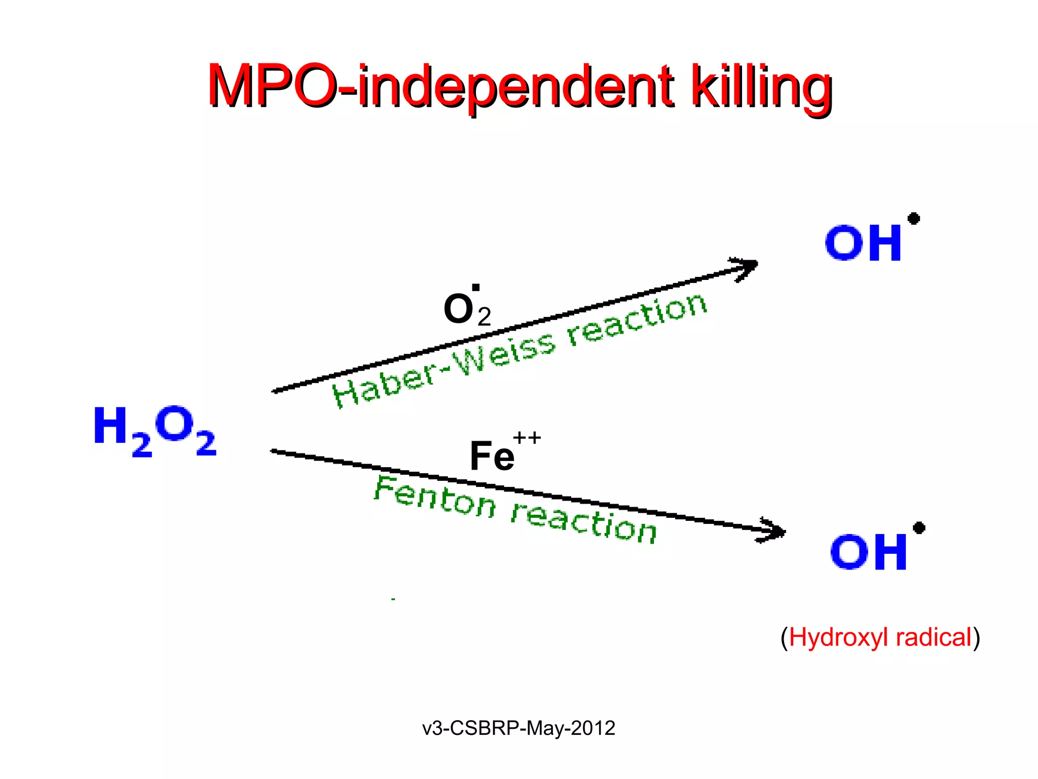 MPO-independent killing


           .
        O2


               ++
           Fe



                           (Hydroxyl radical)


       v3-CSBRP-May-2012
 