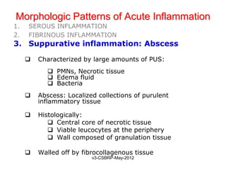 Morphologic Patterns of Acute Inflammation
1.   SEROUS INFLAMMATION
2.   FIBRINOUS INFLAMMATION
3. Suppurative inflammation: Abscess

        Characterized by large amounts of PUS:
             PMNs, Necrotic tissue
             Edema fluid
             Bacteria
        Abscess: Localized collections of purulent
         inflammatory tissue

        Histologically:
             Central core of necrotic tissue
             Viable leucocytes at the periphery
             Wall composed of granulation tissue

        Walled off by fibrocollagenous tissue
                          v3-CSBRP-May-2012
 