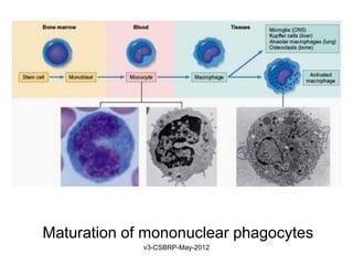 Maturation of mononuclear phagocytes
             v3-CSBRP-May-2012
 
