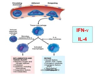 IFN-ɣ
                    IL-4




v3-CSBRP-May-2012
 