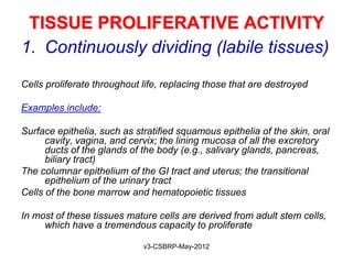 TISSUE PROLIFERATIVE ACTIVITY
1. Continuously dividing (labile tissues)
Cells proliferate throughout life, replacing those that are destroyed

Examples include:

Surface epithelia, such as stratified squamous epithelia of the skin, oral
      cavity, vagina, and cervix; the lining mucosa of all the excretory
      ducts of the glands of the body (e.g., salivary glands, pancreas,
      biliary tract)
The columnar epithelium of the GI tract and uterus; the transitional
      epithelium of the urinary tract
Cells of the bone marrow and hematopoietic tissues

In most of these tissues mature cells are derived from adult stem cells,
     which have a tremendous capacity to proliferate

                             v3-CSBRP-May-2012
 