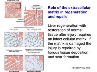 Role of the extracellular
matrix in regeneration
and repair:

Liver regeneration with
restoration of normal
tissue after injury requires
an intact cellular matrix. If
the matrix is damaged the
injury is repaired by
fibrous tissue deposition
and scar formation

               v3-CSBRP-May-2012
 