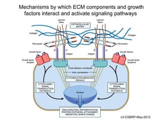 Mechanisms by which ECM components and growth
 factors interact and activate signaling pathways




                                       v3-CSBRP-May-2012
 