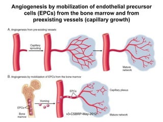 Angiogenesis by mobilization of endothelial precursor
    cells (EPCs) from the bone marrow and from
        preexisting vessels (capillary growth)




                    v3-CSBRP-May-2012
 