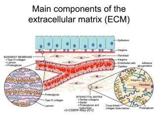 Main components of the
extracellular matrix (ECM)




         v3-CSBRP-May-2012
 