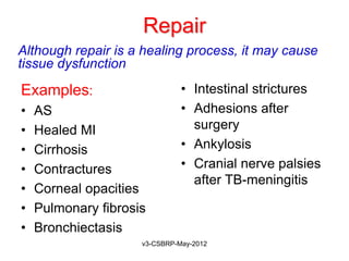 Repair
Although repair is a healing process, it may cause
tissue dysfunction

Examples:                      • Intestinal strictures
•   AS                         • Adhesions after
•   Healed MI                    surgery
•   Cirrhosis                  • Ankylosis
•   Contractures               • Cranial nerve palsies
                                 after TB-meningitis
•   Corneal opacities
•   Pulmonary fibrosis
•   Bronchiectasis
                     v3-CSBRP-May-2012
 