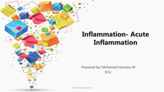 Inflammation- Acute
Inflammation
Prepared by/ Mohamed Hassany Ali
B.Sc.
Mohamed Hassany Ali 1
 