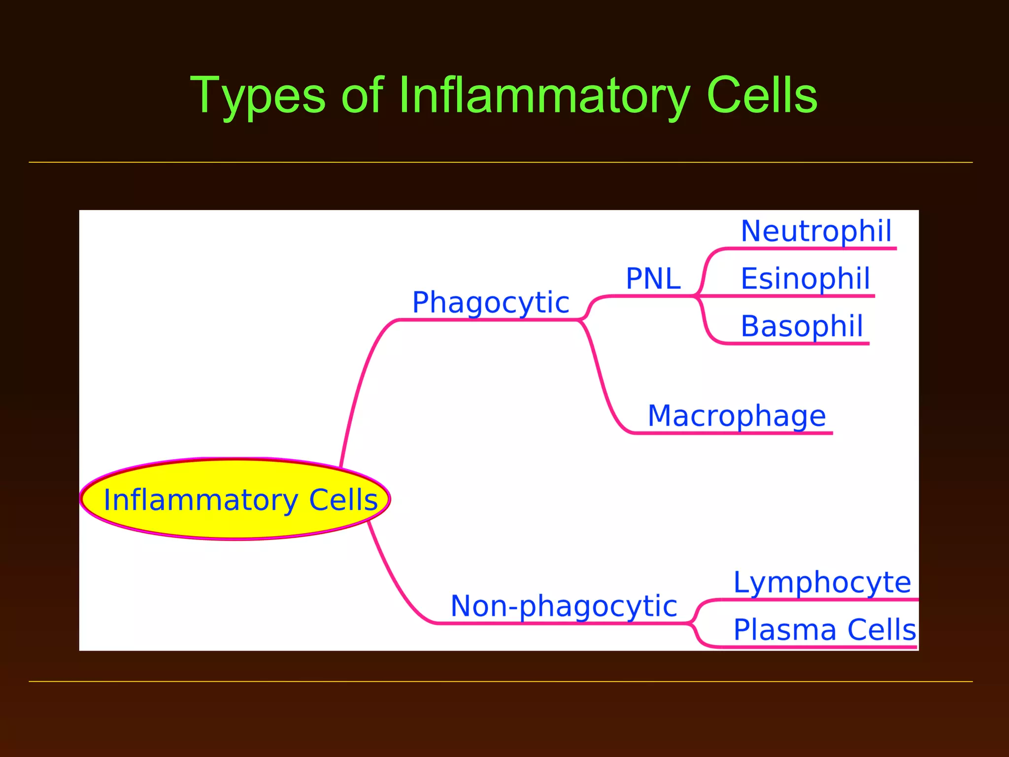 Types of Inflammatory Cells

 