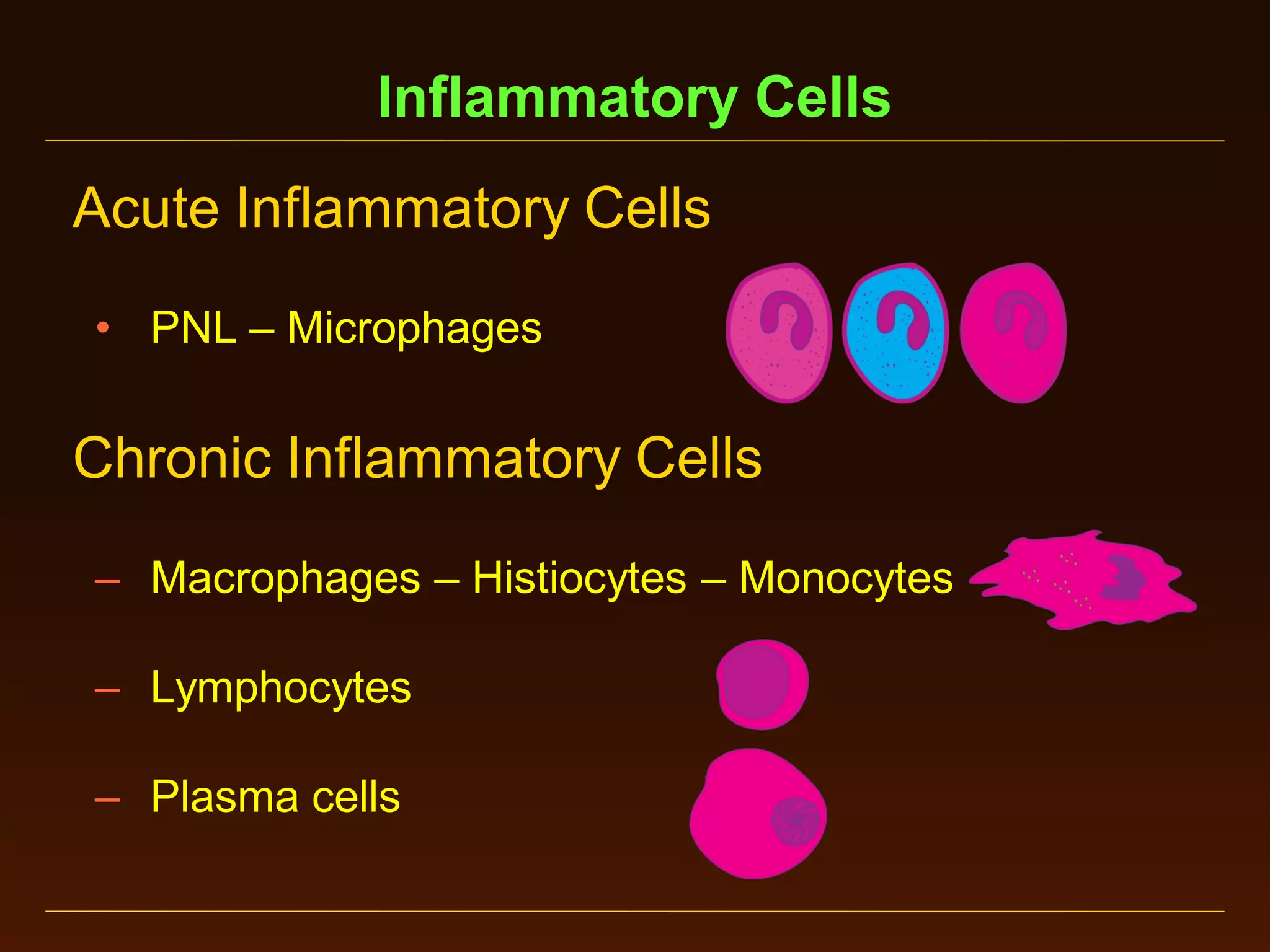 Inflammatory Cells
Acute Inflammatory Cells
• PNL – Microphages

Chronic Inflammatory Cells
– Macrophages – Histiocytes – Monocytes

– Lymphocytes
– Plasma cells

 