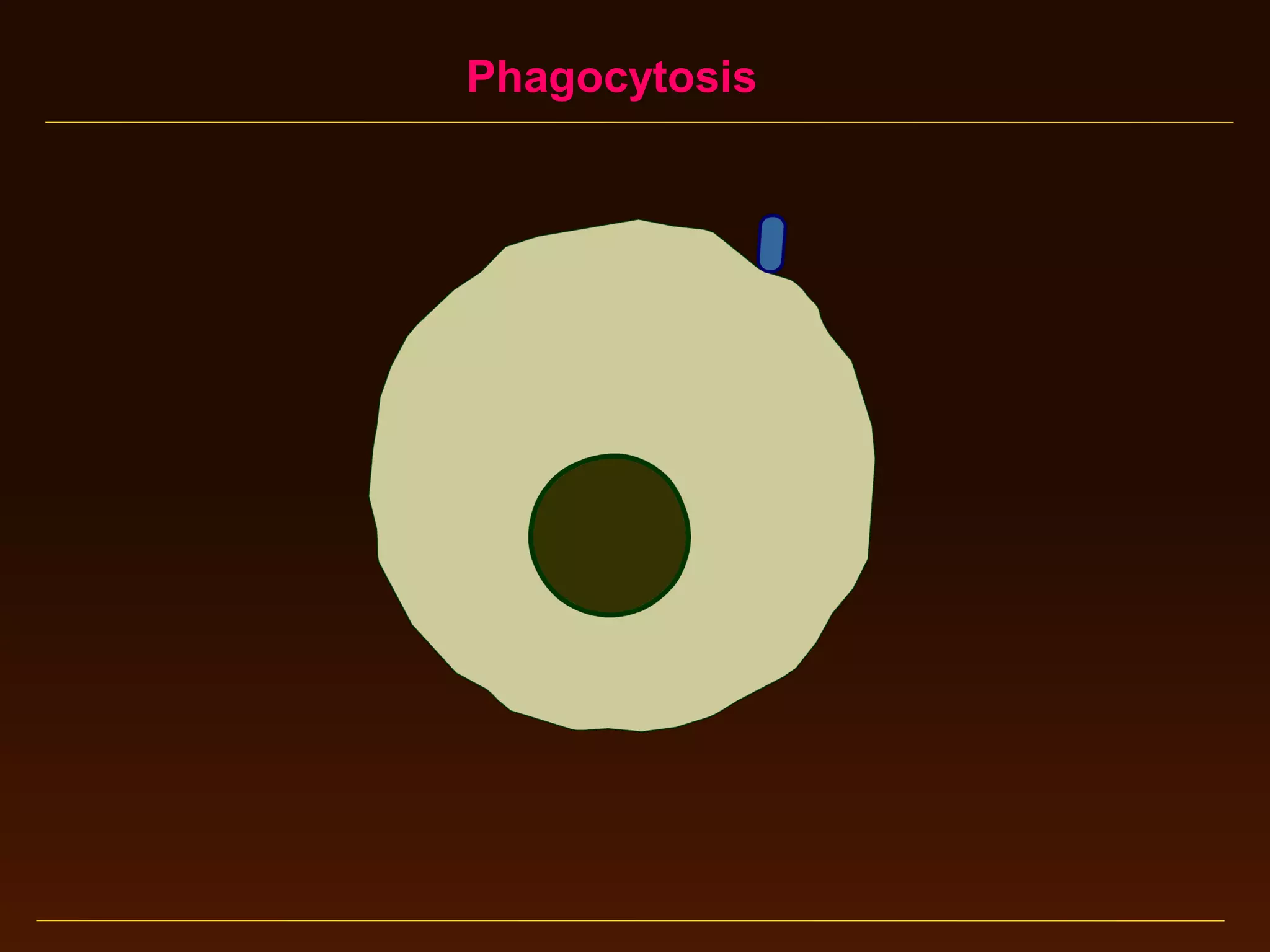 Phagocytosis

 