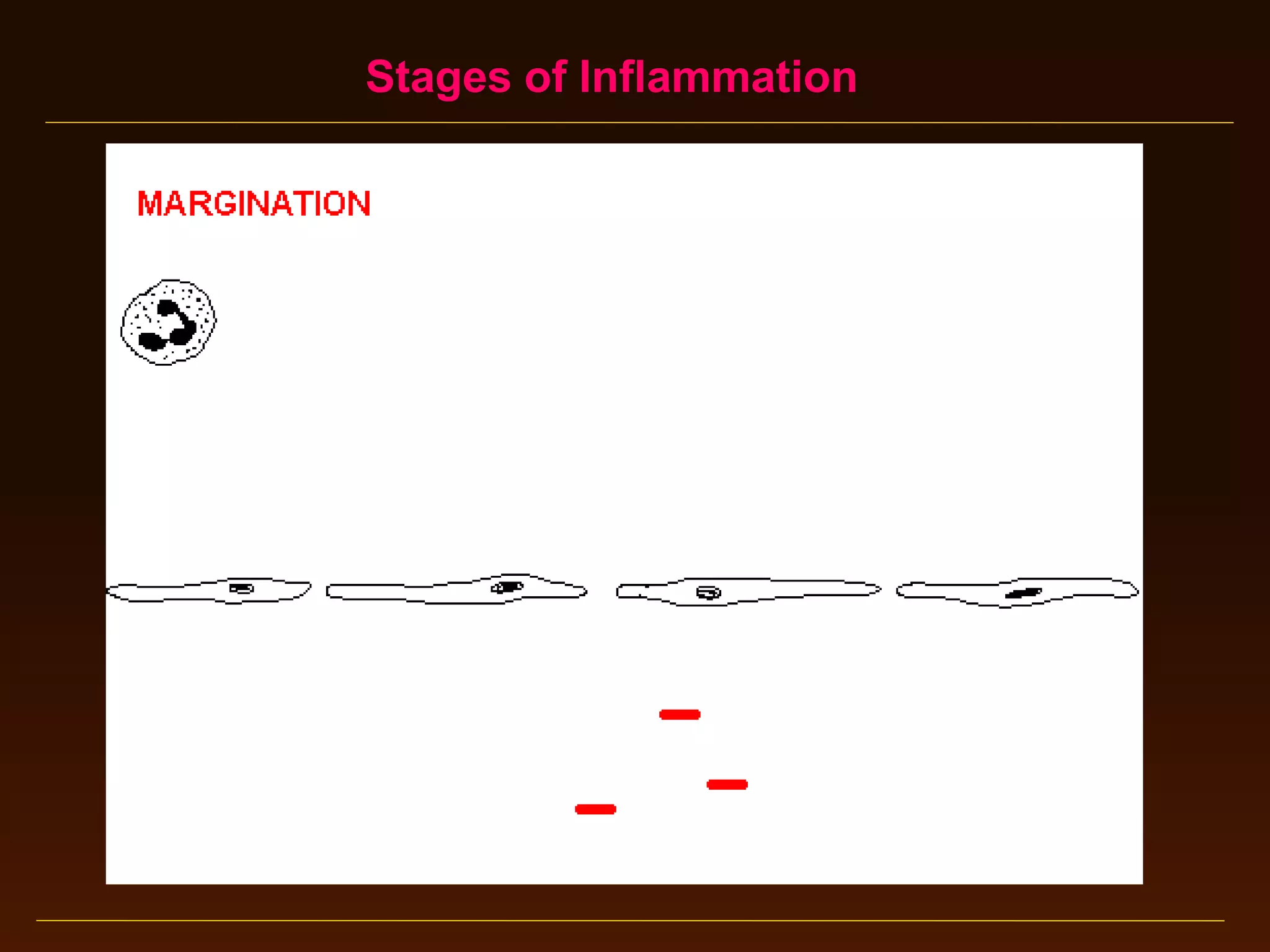 Stages of Inflammation

 