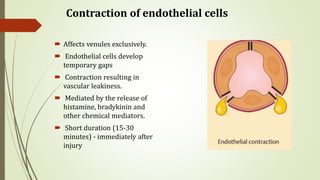 Contraction of endothelial cells
 Affects venules exclusively.
 Endothelial cells develop
temporary gaps
 Contraction resulting in
vascular leakiness.
 Mediated by the release of
histamine, bradykinin and
other chemical mediators.
 Short duration (15-30
minutes) - immediately after
injury
 